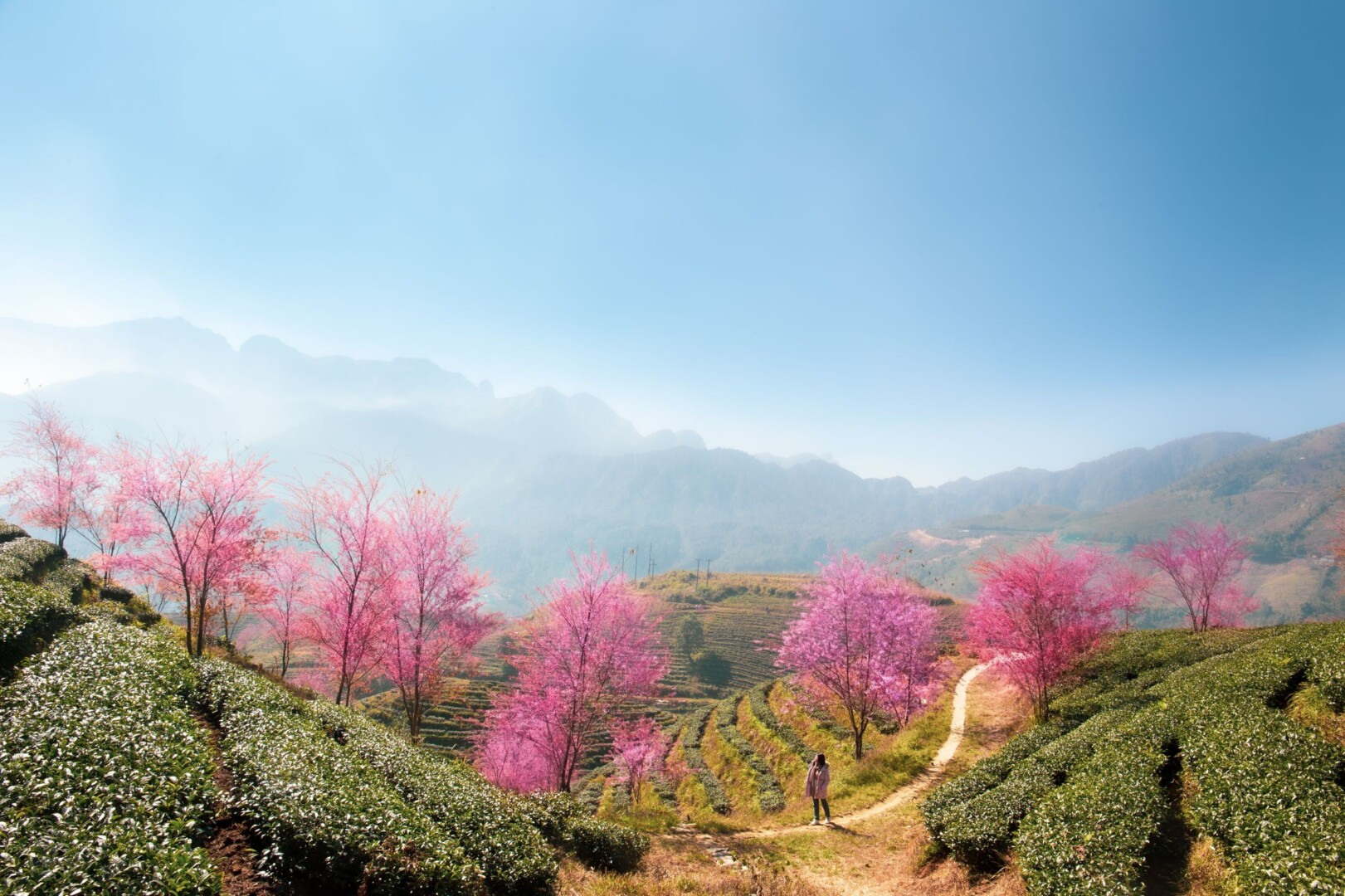 Cherry blossom season in Sapa highlands surrounding Belle Maison Sapa Resort & Spa