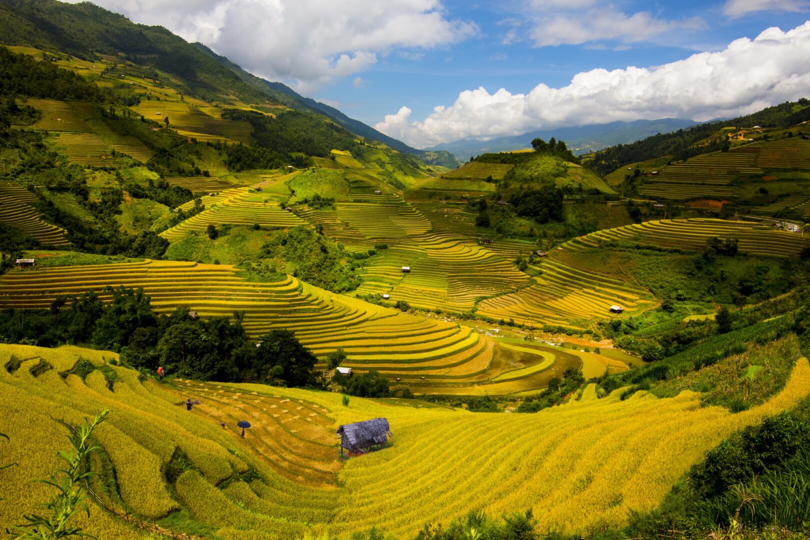 Terraced rice fields cascading down the mountains of Muong Hoa