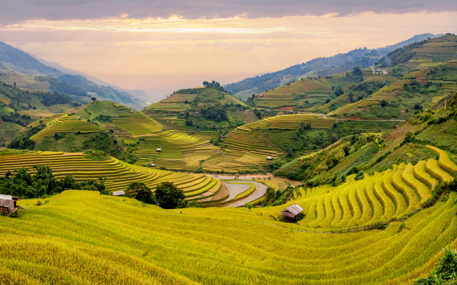 Terraced Fields In Muong Hoa Valley During The Rice Season – Golden Waves That Captivate Every Traveler.