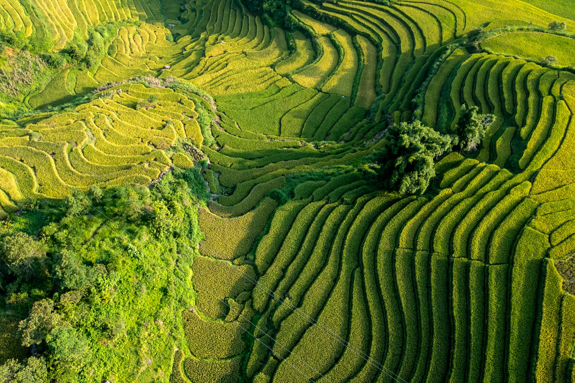 Sapa 008 2000