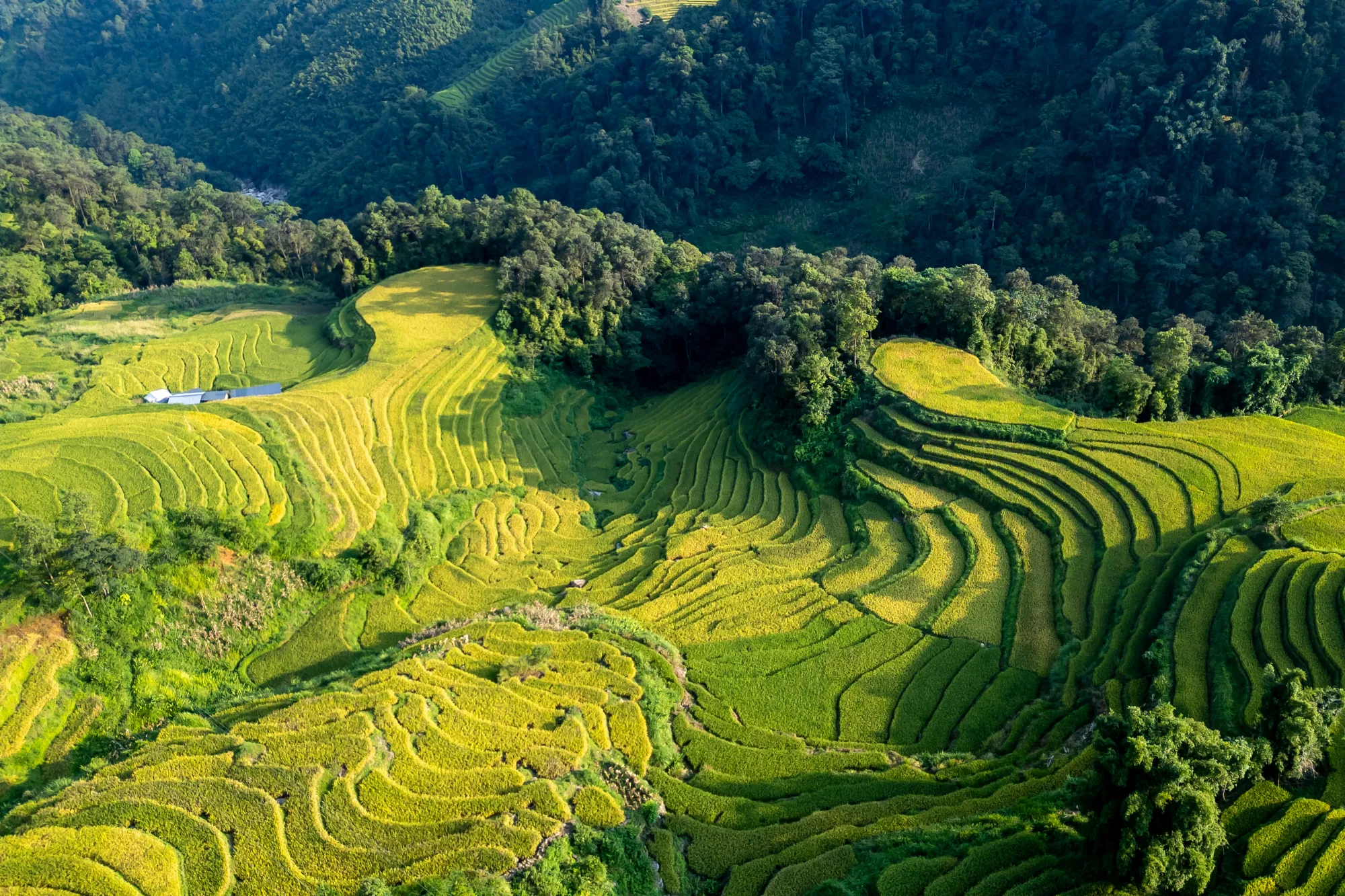Sapa 009 2000